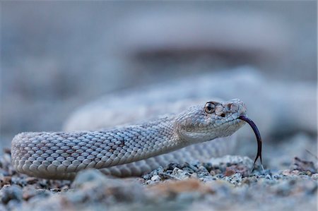 Ash colored morph of the endemic rattleless rattlesnake (Crotalus catalinensis), Isla Santa Catalina, Baja California Sur, Mexico, North America Stock Photo - Premium Royalty-Free, Code: 6119-08724873