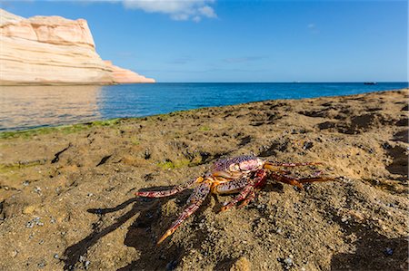 simsearch:6119-08724874,k - Sally lightfoot crab (Grapsus grapsus), moulted exoskeleton at Punta Colorado, Baja California Sur, Mexico, North America Foto de stock - Sin royalties Premium, Código: 6119-08724875