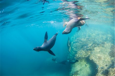 Curious California sea lion pups (Zalophus californianus), underwater at Los Islotes, Baja California Sur, Mexico, North America Photographie de stock - Premium Libres de Droits, Code: 6119-08724879