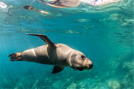 simsearch:6119-08724883,k - Curious California sea lion (Zalophus californianus) underwater at Los Islotes, Baja California Sur, Mexico, North America Foto de stock - Sin royalties Premium, Código: 6119-08724880