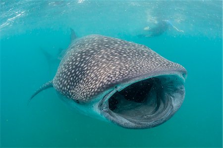 simsearch:6119-08724883,k - Whale shark (Rhincodon typus) underwater with snorkelers off El Mogote, near La Paz, Baja California Sur, Mexico, North America Photographie de stock - Premium Libres de Droits, Code: 6119-08724881