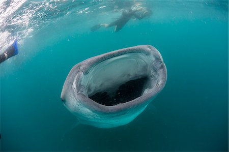 simsearch:6119-08724853,k - Whale shark (Rhincodon typus), underwater with snorkelers off El Mogote, near La Paz, Baja California Sur, Mexico, North America Photographie de stock - Premium Libres de Droits, Code: 6119-08724882