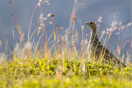 simsearch:6119-08724887,k - An adult female willow ptarmigan (Lagopus lagopus) in summer plumage on the Snaefellsnes Peninsula, Iceland, Polar Regions Foto de stock - Sin royalties Premium, Código: 6119-08724897