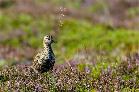 simsearch:6119-08724887,k - An adult Eurasian golden plover (Pluvialis apricaria), near Eldborg Volcanic Crater, Iceland, Polar Regions Foto de stock - Sin royalties Premium, Código: 6119-08724896