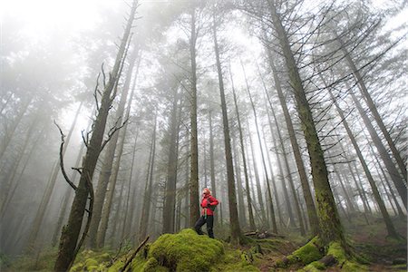 Walking in Beddgelert forest in Snowdonia, Wales, United Kingdom, Europe Foto de stock - Sin royalties Premium, Código: 6119-08724997