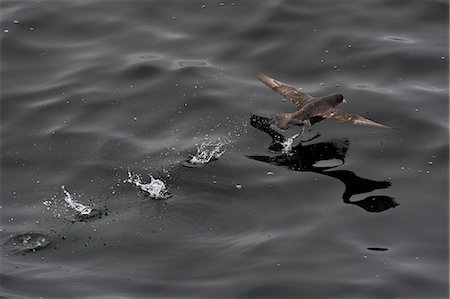 simsearch:6119-08724854,k - Northern fulmar (Fulmarus glacialis) taking off from a calm sea, Sakhalin Island, Russia, Eurasia Fotografie stock - Premium Royalty-Free, Codice: 6119-08725059