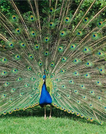 Peacock color background Stock Photos - Page 1 : Masterfile
