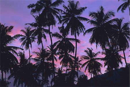 Silhouettes of palm trees, Mahe Island, Seychelles, Indian Ocean, Africa Stock Photo - Premium Royalty-Free, Code: 6119-08739881