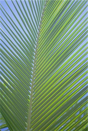 Detail of a palm tree leaf (frond), Mahe Island, Seychelles, Indian Ocean, Africa Photographie de stock - Premium Libres de Droits, Code: 6119-08739882