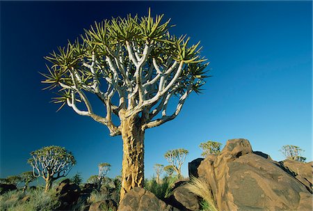 Quivertrees (kokerbooms) in the Quivertree Forest (Kokerboomwoud), near Keetmanshoop, Namibia, Africa Stock Photo - Premium Royalty-Free, Code: 6119-08739967