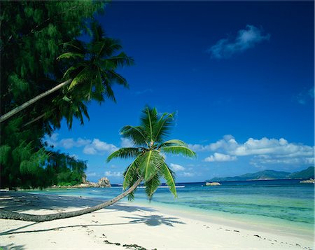 Leaning palm tree and beach, Anse Severe, La Digue, Seychelles, Indian Ocean, Africa Foto de stock - Sin royalties Premium, Código: 6119-08739972