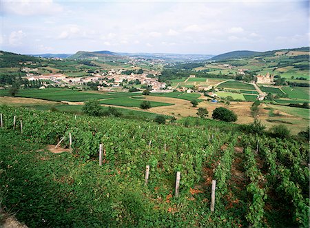 Maconnais vineyards, Poilly Fuisse, near Macon, Saone-et-Loire, Burgundy, France, Europe Stock Photo - Premium Royalty-Free, Code: 6119-08739938