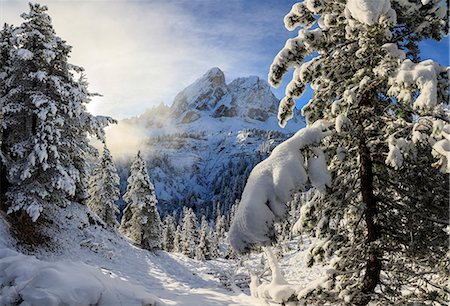 passo delle erbe - The sun illuminates the snowy trees and Sass De Putia in the background, Passo Delle Erbe, Funes Valley, South Tyrol, Italy, Europe Stockbilder - Premium RF Lizenzfrei, Bildnummer: 6119-08841087
