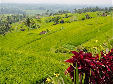 simsearch:6119-09229046,k - Rice terraces, Bali, Indonesia, Southeast Asia, Asia Foto de stock - Sin royalties Premium, Código: 6119-08841157