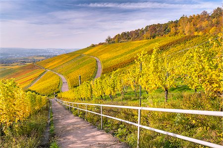 Vineyard Kappelberg, Herbst, Baden-Wurttemberg, Germany, Europe Photographie de stock - Premium Libres de Droits, Code: 6119-08841165