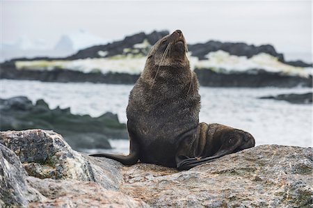 Antarctic fur seal (Arctocephalus gazella), Gourdin Island, Antarctica, Polar Regions Fotografie stock - Premium Royalty-Free, Codice: 6119-08841113