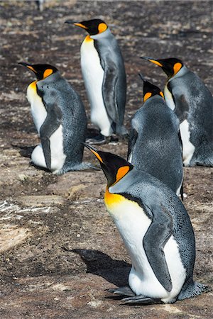 saunders island - King penguin colony (Aptenodytes patagonicus), Saunders Island, Falklands, South America Foto de stock - Sin royalties Premium, Código: 6119-08841114