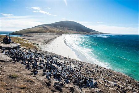 saunders island - Southern rock hopper penguin colony (Eudyptes chrysocome) with the Neck isthmus in the background, Saunders Island, Falklands, South America Foto de stock - Sin royalties Premium, Código: 6119-08841115