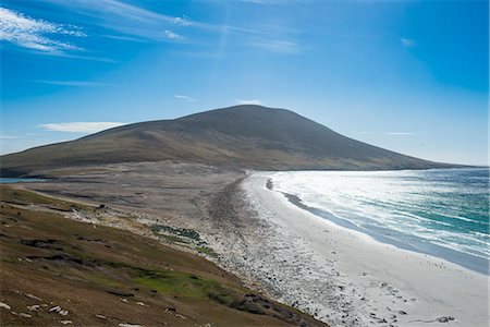 saunders island - The Neck isthmus on Saunders Island, Falklands, South America Foto de stock - Sin royalties Premium, Código: 6119-08841118