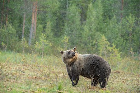 simsearch:841-08279125,k - Brown bear (Ursus arctos), Finland, Scandinavia, Europe Photographie de stock - Premium Libres de Droits, Code: 6119-08841130