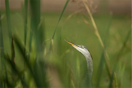 Grey heron (Ardea cinerea), United Kingdom, Europe Foto de stock - Royalty Free Premium, Número: 6119-08841138