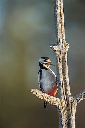 pájaro carpintero - Great spotted woodpecker (Dendrocopos major), Sweden, Scandinavia, Europe Foto de stock - Sin royalties Premium, Código: 6119-08841139