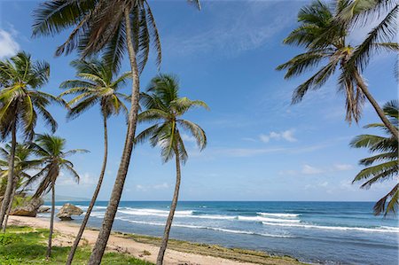 Beach, Bathsheba, St. Joseph, Barbados, West Indies, Caribbean, Central America Foto de stock - Royalty Free Premium, Número: 6119-08841252