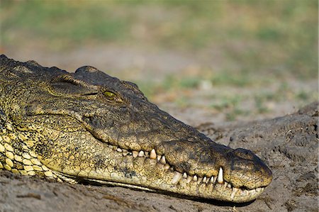 simsearch:841-09256864,k - A Nile crocodile (Crocodylus niloticus) on a river bank, Chobe National Park, Botswana, Africa Stock Photo - Premium Royalty-Free, Code: 6119-08841220