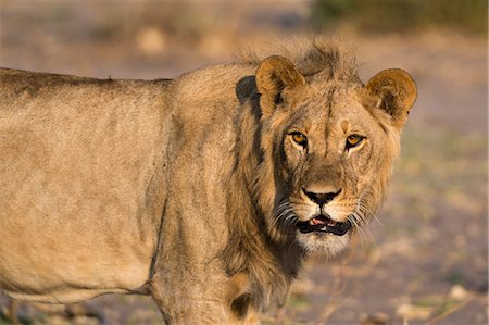 simsearch:6119-09238540,k - Portrait of a lion (Panthera leo), Savuti marsh, Chobe National Park, Botswana, Africa Foto de stock - Sin royalties Premium, Código: 6119-08841221