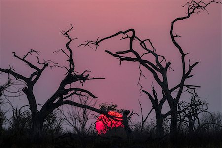 Sunset, Chobe National Park, Botswana, Africa Foto de stock - Sin royalties Premium, Código: 6119-08803362