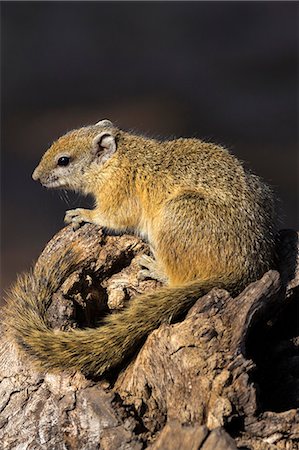 simsearch:6119-09238540,k - Tree (yellow-footed) squirrel (Paraxerus cepapi), Chobe National Park, Botswana, Africa Foto de stock - Sin royalties Premium, Código: 6119-08803368
