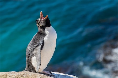Adult southern rockhopper penguin (Eudyptes chrysocome) at breeding colony on Saunders Island, Falkland Islands, South America Fotografie stock - Premium Royalty-Free, Codice: 6119-08907743