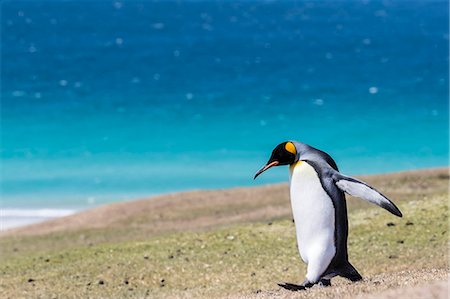 Adult king penguin (Aptenodytes patagonicus) on the grassy slopes of Saunders Island, Falkland Islands, South America Stockbilder - Premium RF Lizenzfrei, Bildnummer: 6119-08907741