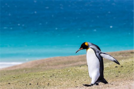 simsearch:6119-08841114,k - Adult king penguin (Aptenodytes patagonicus) on the grassy slopes of Saunders Island, Falkland Islands, South America Photographie de stock - Premium Libres de Droits, Code: 6119-08907741