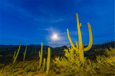 Full moon on saguaro cactus (Carnegiea gigantea), Sweetwater Preserve, Tucson, Arizona, United States of America, North America Foto de stock - Sin royalties Premium, Código: 6119-08907747