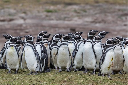 Magellanic penguin (Spheniscus magellanicus) breeding colony on Carcass Island, Falkland Islands, South America Photographie de stock - Premium Libres de Droits, Code: 6119-08907745