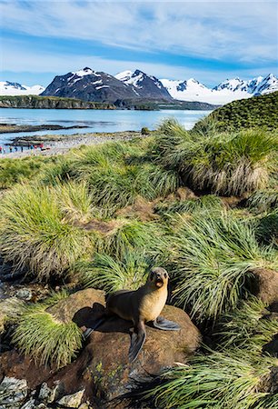 Young Antarctic fur seal (Arctocephalus gazella), Prion Island, South Georgia, Antarctica, Polar Regions Fotografie stock - Premium Royalty-Free, Codice: 6119-08907783