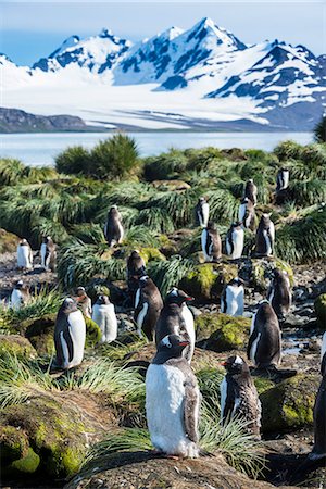 simsearch:6119-08081098,k - Gentoo penguins (Pygoscelis papua) colony, Prion Island, South Georgia, Antarctica, Polar Regions Foto de stock - Sin royalties Premium, Código: 6119-08907787