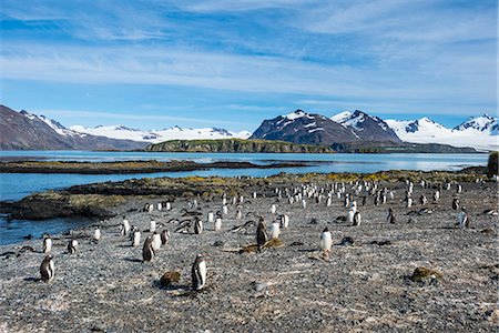 Gentoo penguins (Pygoscelis papua) colony, Prion Island, South Georgia, Antarctica, Polar Regions Stock Photo - Premium Royalty-Free, Code: 6119-08907784