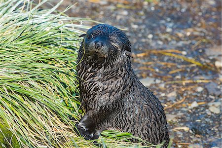 Prion Island, South Georgia, Antarctica, Polar Regions Fotografie stock - Premium Royalty-Free, Codice: 6119-08907788