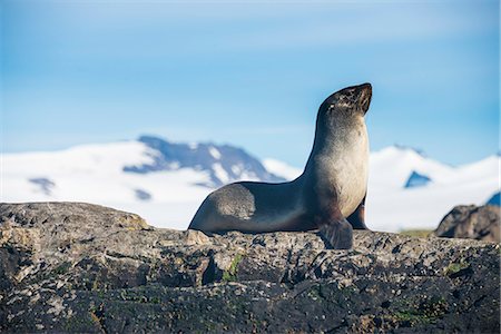 salisbury plains - Antarctic fur seal (Arctocephalus gazella), Salisbury plain, South Georgia, Antarctica, Polar Regions Photographie de stock - Premium Libres de Droits, Code: 6119-08907793