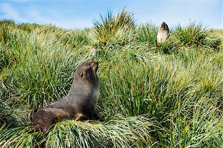 simsearch:841-06805019,k - Young Antarctic fur seal (Arctocephalus gazella), Prion Island, South Georgia, Antarctica, Polar Regions Foto de stock - Sin royalties Premium, Código: 6119-08907794