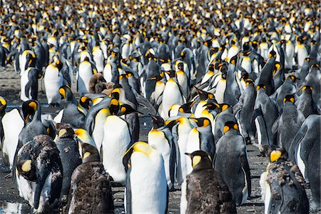 south georgia island - Giant king penguin (Aptenodytes patagonicus) colony, Salisbury Plain, South Georgia, Antarctica, Polar Regions Stock Photo - Premium Royalty-Free, Code: 6119-08907796