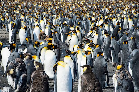 pinguino reale - Giant king penguin (Aptenodytes patagonicus) colony, Salisbury Plain, South Georgia, Antarctica, Polar Regions Fotografie stock - Premium Royalty-Free, Codice: 6119-08907796