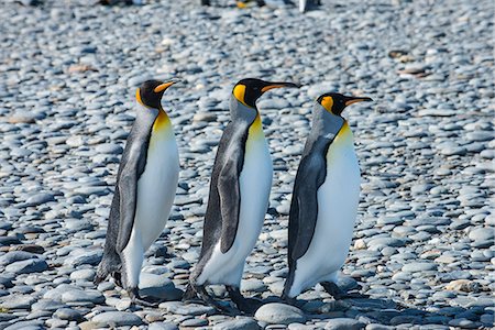 south georgia island - King penguins (Aptenodytes patagonicus), Salisbury Plain, South Georgia, Antarctica, Polar Regions Stock Photo - Premium Royalty-Free, Code: 6119-08907799