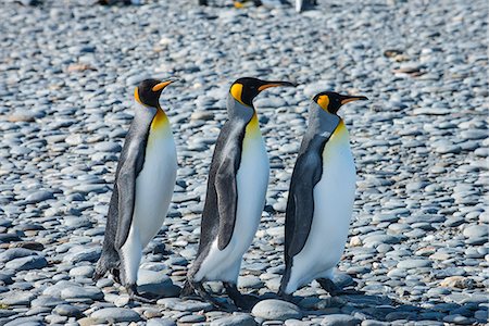 stony - King penguins (Aptenodytes patagonicus), Salisbury Plain, South Georgia, Antarctica, Polar Regions Foto de stock - Sin royalties Premium, Código: 6119-08907799