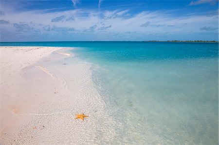 sea starfish pictures - Playa Sirena, Cayo Largo De Sur, Playa Isla de la Juventud, Cuba, West Indies, Caribbean, Central America Photographie de stock - Premium Libres de Droits, Code: 6119-09053891