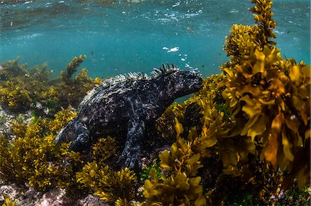 fernandina island - The endemic Galapagos marine iguana (Amblyrhynchus cristatus), feeding underwater, Fernandina Island, Galapagos, UNESCO World Heritage Site, Ecuador, South America Photographie de stock - Premium Libres de Droits, Code: 6119-09053943