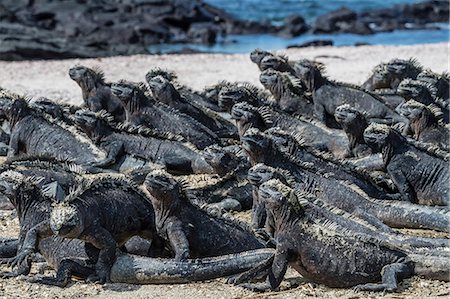 fernandina island - The endemic Galapagos marine iguana (Amblyrhynchus cristatus) basking on Fernandina Island, Galapagos, UNESCO World Heritage Site, Ecuador, South America Photographie de stock - Premium Libres de Droits, Code: 6119-09053941