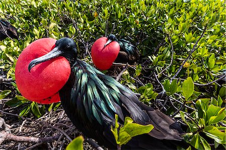 simsearch:6119-08268204,k - Adult male great frigatebirds (Fregata minor), courtship display. Genovesa Island, Galapagos, UNESCO World Heritage Site, Ecuador, South America Stock Photo - Premium Royalty-Free, Code: 6119-09053945